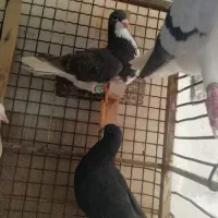 شهری پرشی|حیوانات|شیراز, گلشن|دیوار