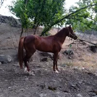 اسب نریان دو سر کرد