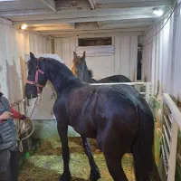 اسبکش ایسوزو|اسب و تجهیزات اسب‌سواری|قدس, معادن شن و ماسه|دیوار