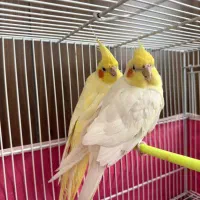 عروس هلندی مولد