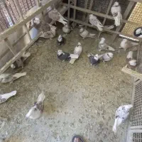 هما کاکلی پاپر