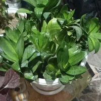 انواع گل طبیعی