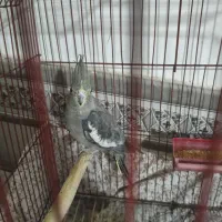 عروس‌هلندی‌ماده|پرنده|ورامین, شهرک مدرس|دیوار