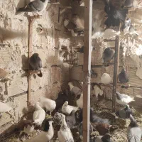 55تا کبوتر بیرونی معاوضه با نقره