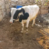 فروش گوساله سیمیتال نر|حیوانات مزرعه|باغ ملک, |دیوار