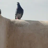 کفتر المانی