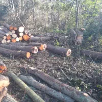 چوب توسکا و اوجا و افرا...|خدمات باغبانی و درختکاری|سنگر, |دیوار