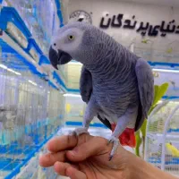 دنیای پرندگان|پرنده|شیراز, لب آب|دیوار