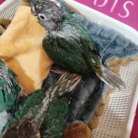 جوجه گرینچیک آبی|پرنده|آبیک, |دیوار