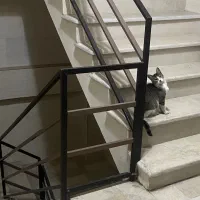 واگذاری رایگان گربه ماده|گربه|رشت, آزادگان|دیوار