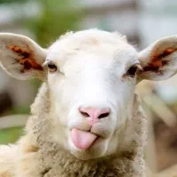 گوسفند و سلاخ در محل