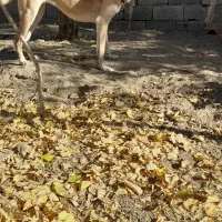 سگ افغان نر  و سرابی ماده