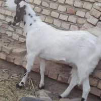 کولار آبستن|حیوانات مزرعه|فردوس (خراسان), |دیوار