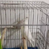 عروس هلندی|پرنده|نسیمشهر, |دیوار