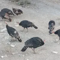 8عدد بوقلمون برنز ومحلی