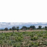 زمین-700-متری-تاکستان