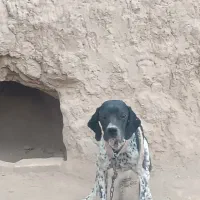 توله شکاری|سگ|گلی داغ, |دیوار