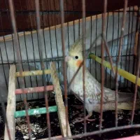 ۳ عروس هلندی جوان سالم دونه ای ۸۰۰|پرنده|گرگان, |دیوار