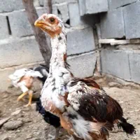 مرغ لاری افغان اصیل نوک قلم کلفت|حیوانات مزرعه|کرج, شهرک نهال و بذر|دیوار