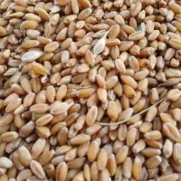 خریدار گندم نقدی