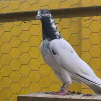 کبوتر پاکستانی و بوشهری