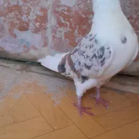 فروش کبوتر|پرنده|چگنی, |دیوار