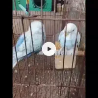 ۲تا مرغ عشق اهلی