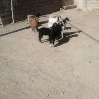 بزغاله نر ۲۷۵ بزغاله ماده ۲۴۵|حیوانات مزرعه|بیرجند, |دیوار