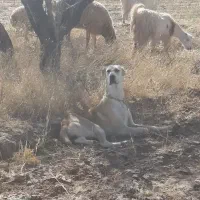 سگ ماده گله ای