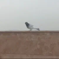 یک عدد کفتر کله دار کاکولی|پرنده|چهارباغ, |دیوار