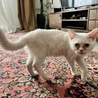 گربه گمشده جواداباد،بنیاد،شهرک یاس،ظفر