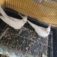 عروس هلندی آلبینو