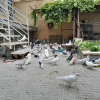 کبوتر تزئینی و پرشی|پرنده|سمنان, |دیوار