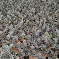 زاموفولیا سوپر بلک|گل و گیاه طبیعی|محلات, |دیوار