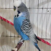 مرغ عشق انگلیسی