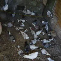 کبوتر|پرنده|سنگر, |دیوار