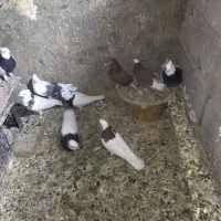 کبوتر پرشی وطوقی|پرنده|قروه, |دیوار