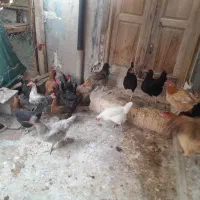 فروش مرغ وخروس|حیوانات مزرعه|دیلم, |دیوار