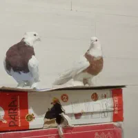 کبوتر
