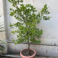 درختچه لیمو ترش لایم کوات چهار فصل