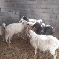 میش جوان و درجه یک