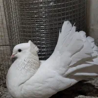 کبوتر دم چتری با جوجه