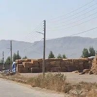 کار در گاوداری صنعتی شیری