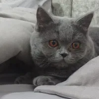 گربه بریتیش نر برای جفتگیری