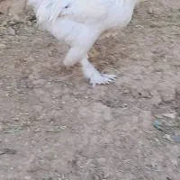 تخم نطفه دار برهما گلدپاتریچ و مرندی|حیوانات مزرعه|زنجان, |دیوار