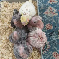 جوجه عروس هلندی سرلاکی - شهرک ولیعصر|پرنده|تهران, شهید رجایی|دیوار