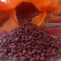 لوبیاقرمز|عمدهفروشی|بهار, |دیوار