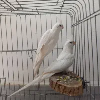 یک جفت عروس هلندی البینو