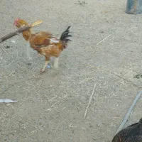 مرغ و خروس|حیوانات مزرعه|کورین, |دیوار