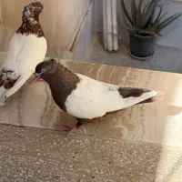 کبوتر